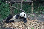 Que cansat és menjar 40Kg de bambu al dia